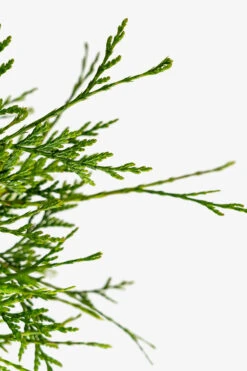 Spring Grove® Western Arborvitae -The Tree Center Store Spring Grove Western Arborvitae 3G 03 600x900 1