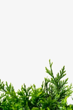 Spring Grove® Western Arborvitae -The Tree Center Store Spring Grove Western Arborvitae 3G 05 600x900 1
