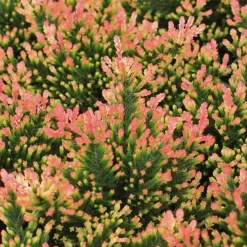 Spring Torch Heather -The Tree Center Store Spring Torch Heather3 copy 600x600 1