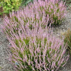 Spring Torch Heather -The Tree Center Store Spring Torch Heather 1 copy 600x600 1