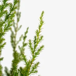 Star Power Juniper -The Tree Center Store Star Power Juniper 7G 02 600x600 1