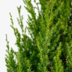 Star Power Juniper -The Tree Center Store Star Power Juniper 7G 04 600x600 1