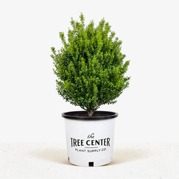 Steeds Upright Japanese Holly 1 Steeds Upright Japanese Holly