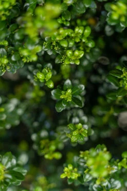 Steeds Upright Japanese Holly 6 Steeds Upright Japanese Holly -The Tree Center Store Steeds Upright Japanese Holly 7G 03 copy 600x900 1