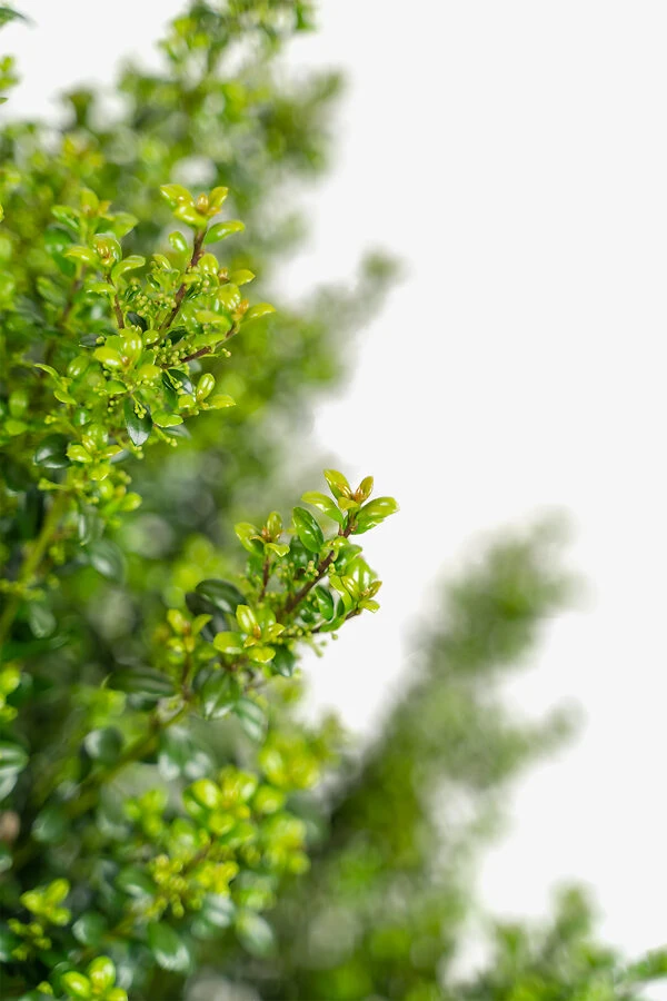 Steeds Upright Japanese Holly 4 Steeds Upright Japanese Holly - Image 4