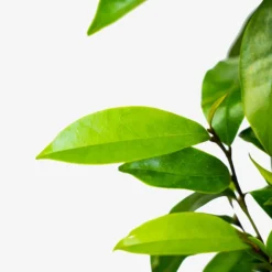 Stellar Ruby Magnolia -The Tree Center Store Stella Ruby Magnolia 7G 04 copy 600x600 1