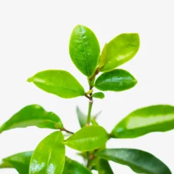 Stellar Ruby Magnolia -The Tree Center Store Stella Ruby Magnolia 7G 05 copy 600x600 1