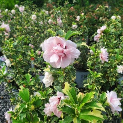 Sugar Tip® Rose Of Sharon