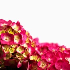 Summer Crush® Bigleaf Hydrangea -The Tree Center Store Summer Crush Hydrangea 3G 04 copy 600x600 1