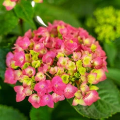 Summer Crush® Bigleaf Hydrangea -The Tree Center Store Summer Crush Hydrangea 3G 05 copy 2 600x600 1