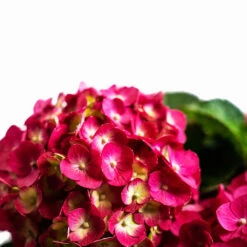 Summer Crush® Bigleaf Hydrangea -The Tree Center Store Summer Crush Hydrangea 3G 05 copy 600x600 1