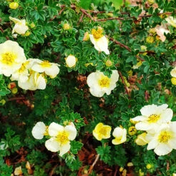 Summer Dawn Cinquefoil -The Tree Center Store Summer Dawn Cinquefoil 3 copy 600x600 1