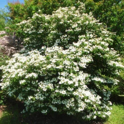 Summer Snowflake Viburnum -The Tree Center Store Summer Snowflake Viburnum 1 copy 600x600 1
