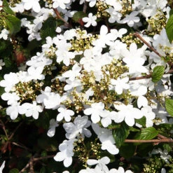 Summer Snowflake Viburnum -The Tree Center Store Summer Snowflake Viburnum 2 copy 600x600 1