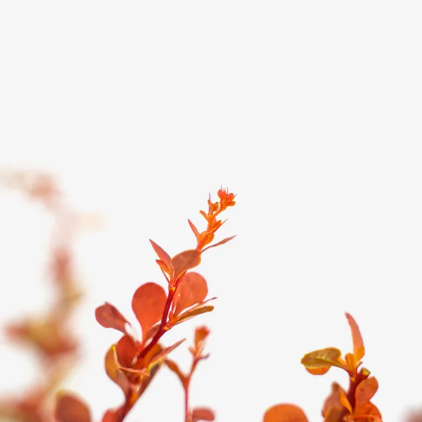 Sunjoy® Tangelo Barberry 3 Sunjoy® Tangelo Barberry - Image 3