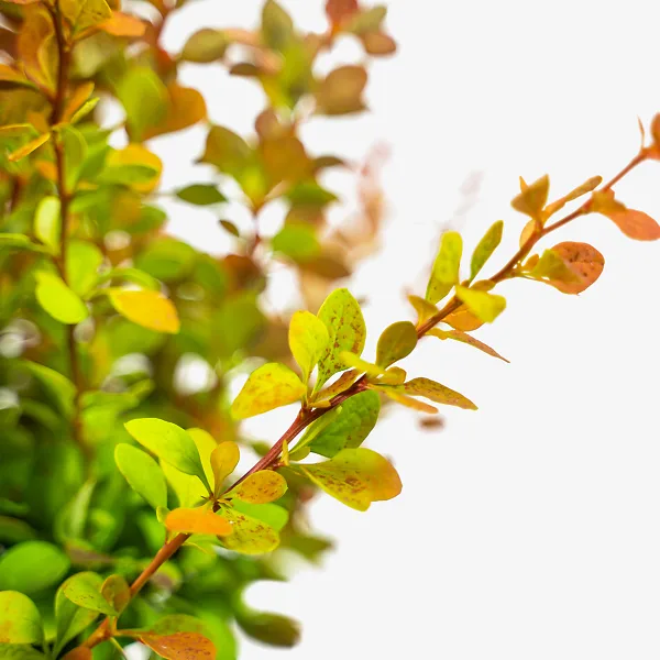 Sunjoy® Tangelo Barberry 1 Sunjoy® Tangelo Barberry