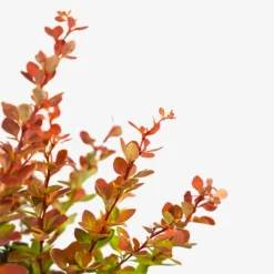 Sunjoy® Tangelo Barberry 9 Sunjoy® Tangelo Barberry -The Tree Center Store SunJoy Tangelo Barberry 3G 05 copy 600x600 1