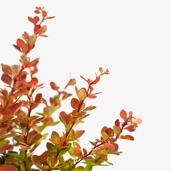 Sunjoy® Tangelo Barberry 5 Sunjoy® Tangelo Barberry - Image 5