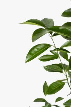 Sunburst Tangerine -The Tree Center Store Sunburst Tangerine 04 600x900 1