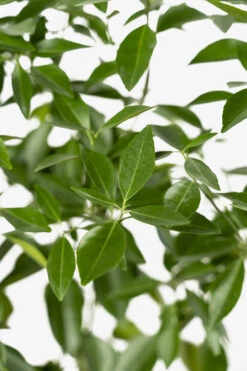 Sunburst Tangerine -The Tree Center Store Sunburst Tangerine 05 600x900 1