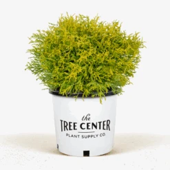 Sungold Sawara Cypress -The Tree Center Store Sungold Sawara Cypress 3G 01 2 600x600 1