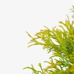 Sungold Sawara Cypress -The Tree Center Store Sungold Sawara Cypress 3G 02 copy 2 600x600 1