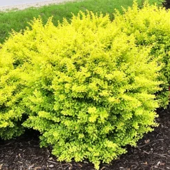Sunjoy® Citrus Barberry -The Tree Center Store Sunjoy Citrus Barberry 1 copy jpg