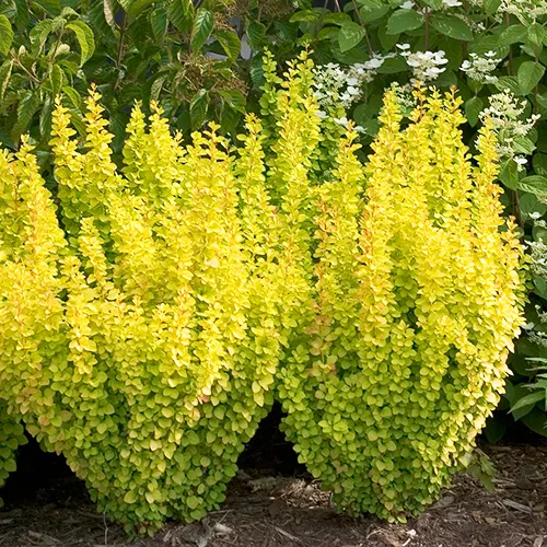 Sunjoy Gold Pillar® Barberry 2 Sunjoy Gold Pillar® Barberry - Image 2