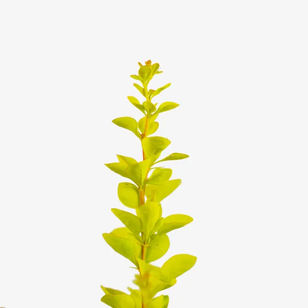 Sunjoy Gold Pillar® Barberry 3 Sunjoy Gold Pillar® Barberry - Image 3