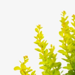 Sunjoy Gold Pillar® Barberry 7 Sunjoy Gold Pillar® Barberry -The Tree Center Store Sunjoy Gold Pillar Barberry 3G 03 copy 600x600 1