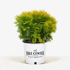Sunkissed Arborvitae -The Tree Center Store Sunkist Arborvitae 3G 01 1 600x600 1