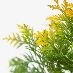Sunkissed Arborvitae -The Tree Center Store Sunkist Arborvitae 3G 02 copy 2 600x600 1
