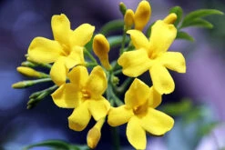 Carolina Jessamine -The Tree Center Store Sunseeker Carolina Jessamine 1 copy 600x400 1