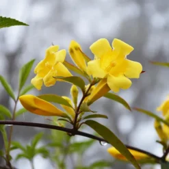 Carolina Jessamine -The Tree Center Store Sunseeker Carolina Jessamine 2 copy jpg webp