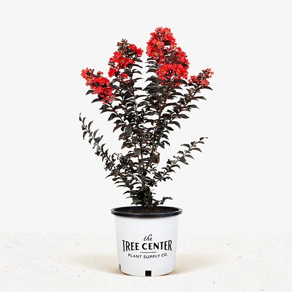 Sunset Magic Crape Myrtle 5 Sunset Magic Crape Myrtle - Image 5