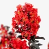 Sunset Magic Crape Myrtle