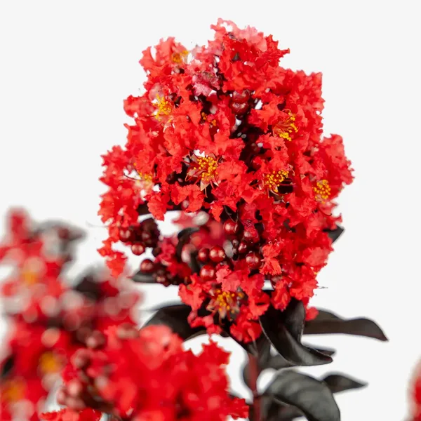 Sunset Magic Crape Myrtle 1 Sunset Magic Crape Myrtle