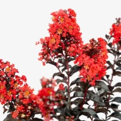 Sunset Magic Crape Myrtle 8 Sunset Magic Crape Myrtle -The Tree Center Store Sunset Magic Crape Myrtle 3G 07 copy jpg webp e1694448742474 600x600 1