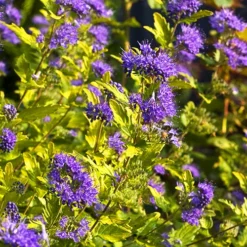 Sunshine Blue® Bluebeard