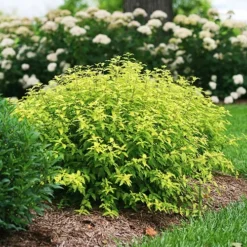 Sunshine Blue® Bluebeard -The Tree Center Store Sunshine Blue Bluebeard 2 copy jpg webp