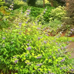 Sunshine Blue® Bluebeard -The Tree Center Store Sunshine Blue Bluebeard 4 copy jpg webp