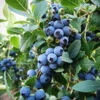 Sunshine Blue Blueberry Bush