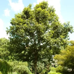Swamp Chestnut Oak Tree -The Tree Center Store Swamp Chestnut Oak Tree 3 copy jpg webp