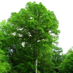 Swamp Chestnut Oak Tree -The Tree Center Store Swamp Chestnut Oak Tree 4 copy jpg webp