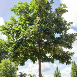 Swamp White Oak -The Tree Center Store Swamp White Oak 2 copy jpg