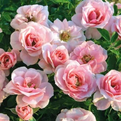 Sweet Sunblaze® Miniature Rose - Tree Form