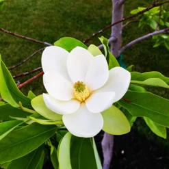 Sweetbay Magnolia