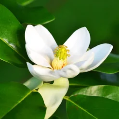 Sweetbay Magnolia 7 Sweetbay Magnolia -The Tree Center Store Sweetbay Magnolia 3 copy 600x600 1