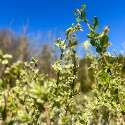 Swift Creek Privet -The Tree Center Store SwiftCreekPrivet5 600x600 1