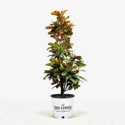 Teddy Bear Southern Magnolia -The Tree Center Store Teddy Bear Southern Magnolia 7G 01 1 600x600 1